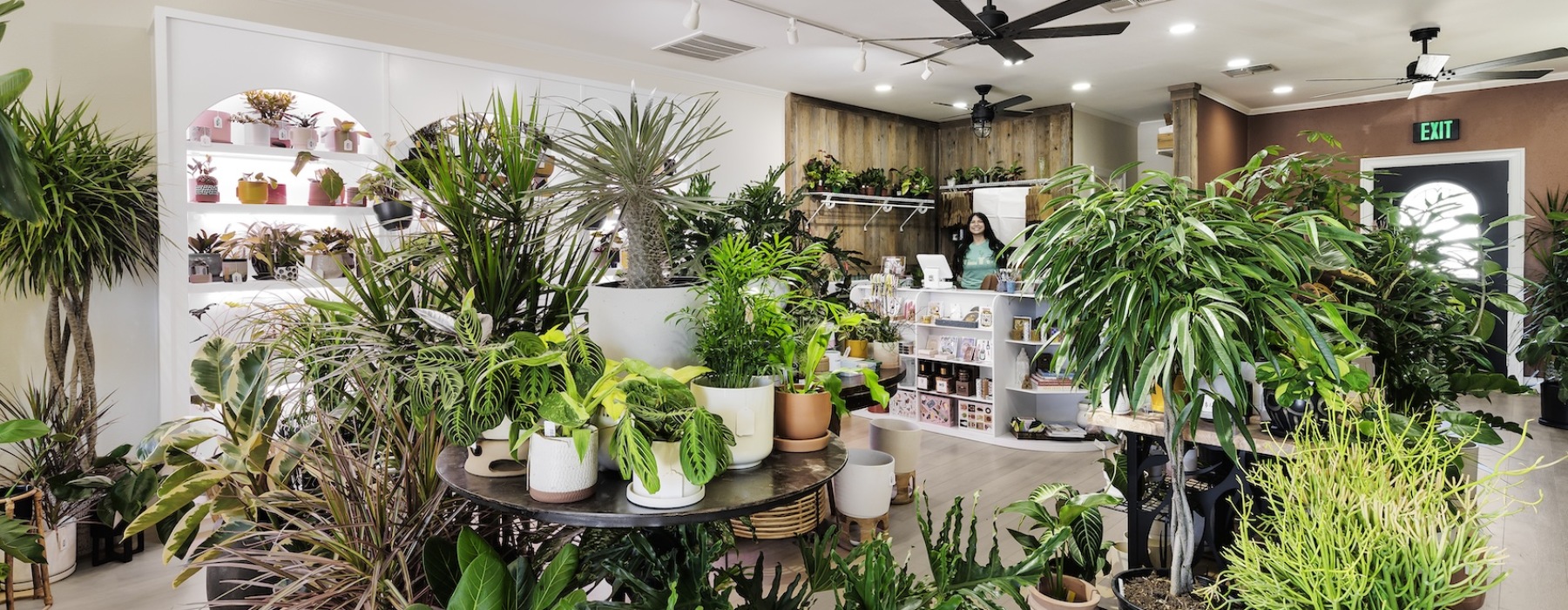 a plant shop with many variations of plants